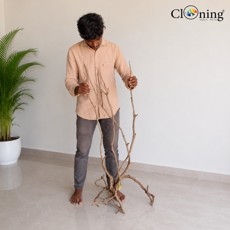 Stem Driftwood SD11 | L*W*H = 21*15*52 Inches