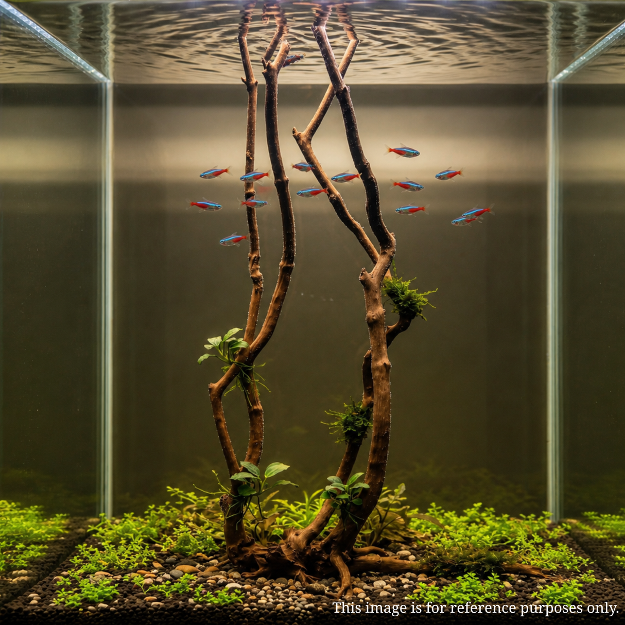 Stem Driftwood SD12 | L*W*H = 16*16*58 Inches