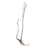 Stem Driftwood SD14 | L*W*H = 22*21*63 Inches