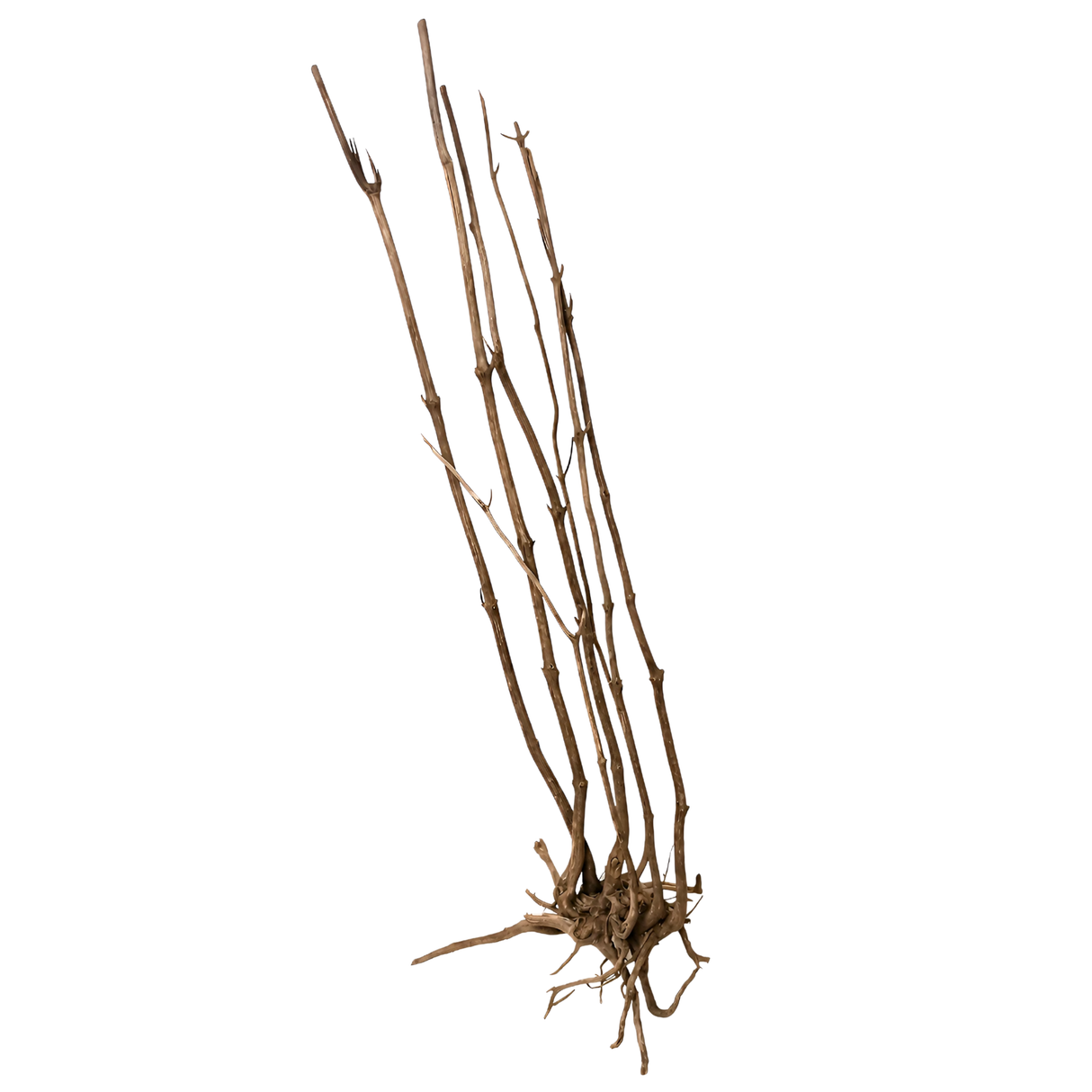Stem Driftwood SD15 | L*W*H = 28*16*52 Inches