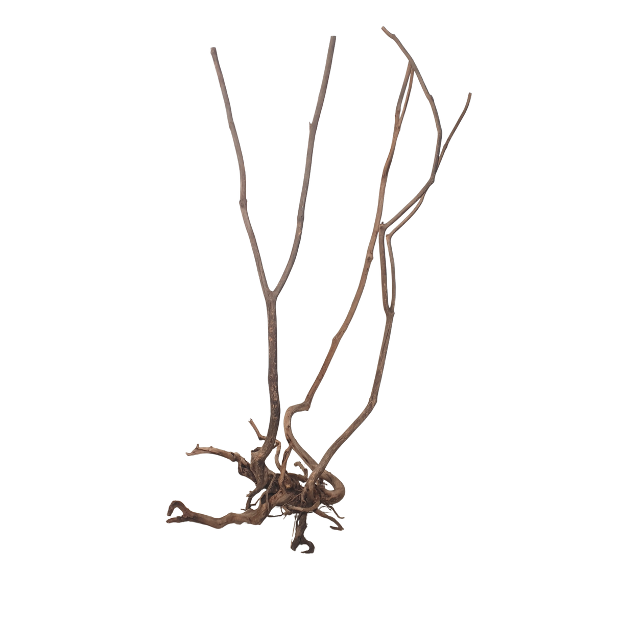 Stem Driftwood SD16 | L*W*H = 35*27*61 Inches