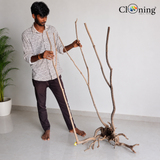 Stem Driftwood SD16 | L*W*H = 35*27*61 Inches