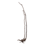 Stem Driftwood SD17 | L*W*H = 16*14*53 Inches