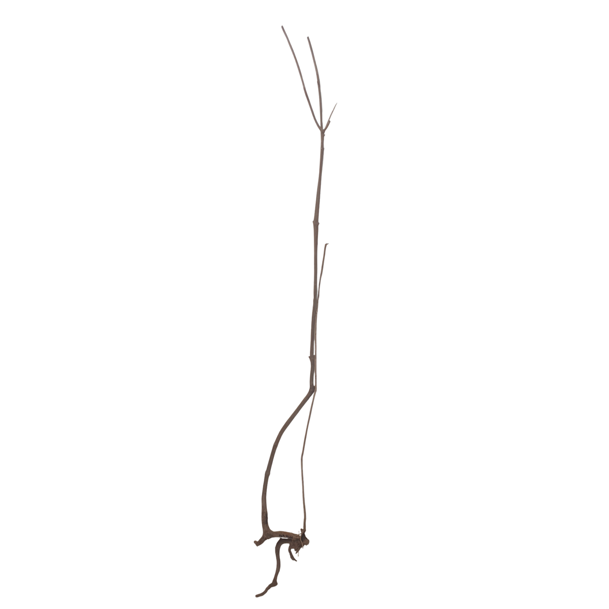 Stem Driftwood SD18 | L*W*H = 10*14*54 Inches