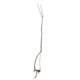 Stem Driftwood SD18 | L*W*H = 10*14*54 Inches