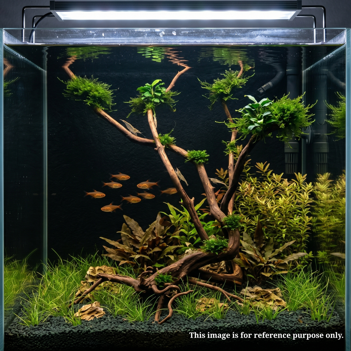 Stem Driftwood SD19 | L*W*H = 24*16*53 Inches