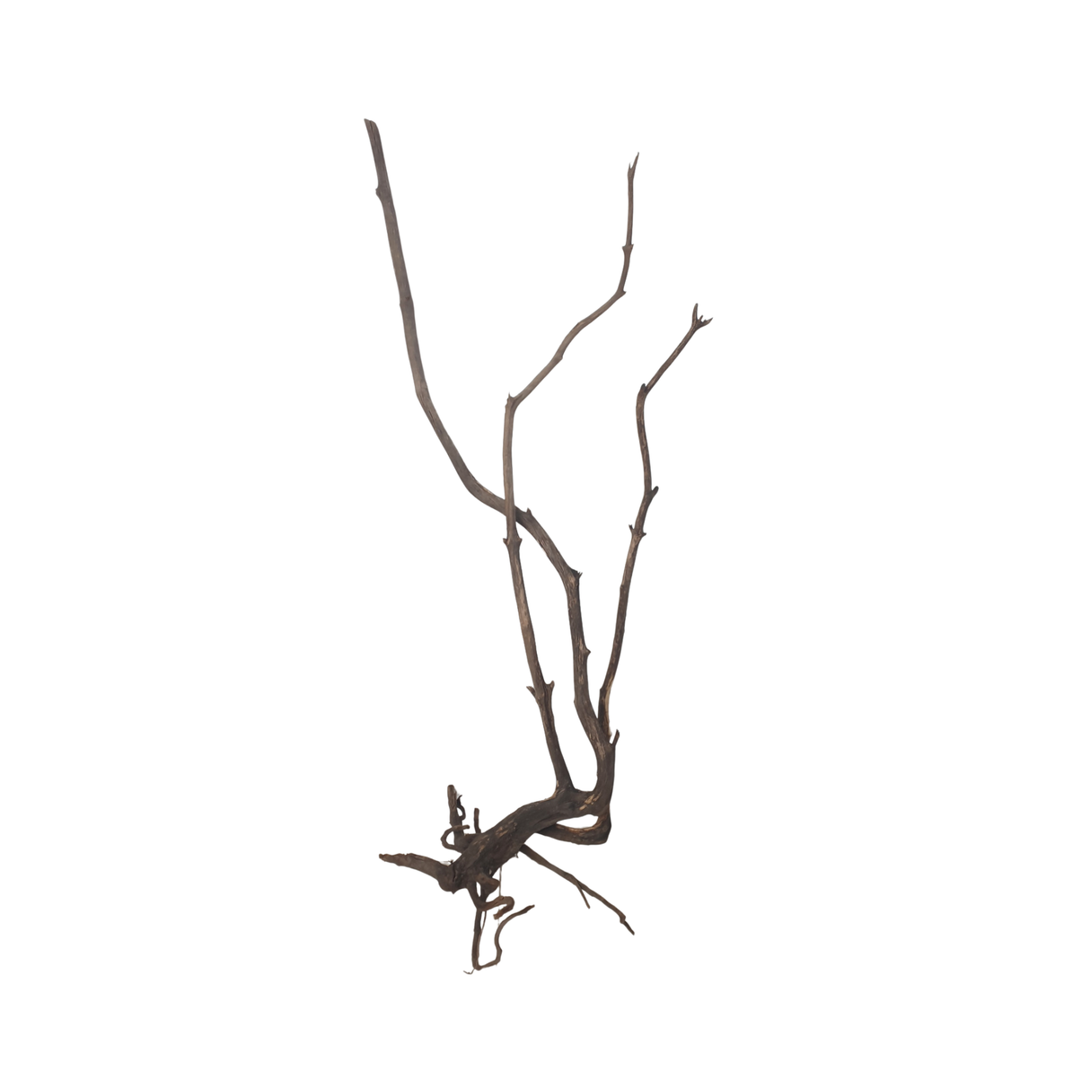 Stem Driftwood SD19 | L*W*H = 24*16*53 Inches
