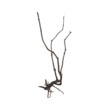 Stem Driftwood SD19 | L*W*H = 24*16*53 Inches