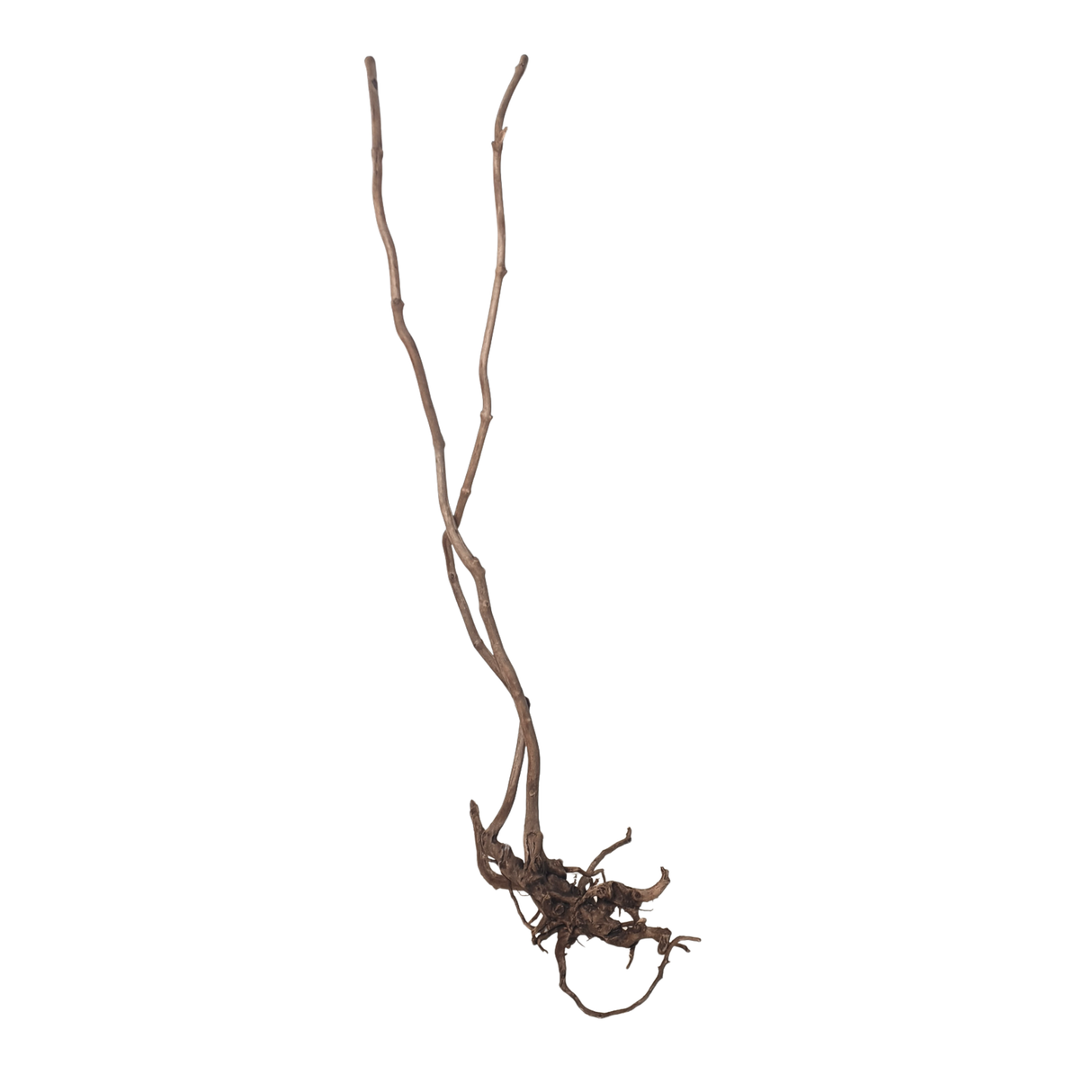 Stem Driftwood SD20 | L*W*H = 18*20*54 Inches
