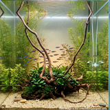 Stem Driftwood SD20 | L*W*H = 18*20*54 Inches