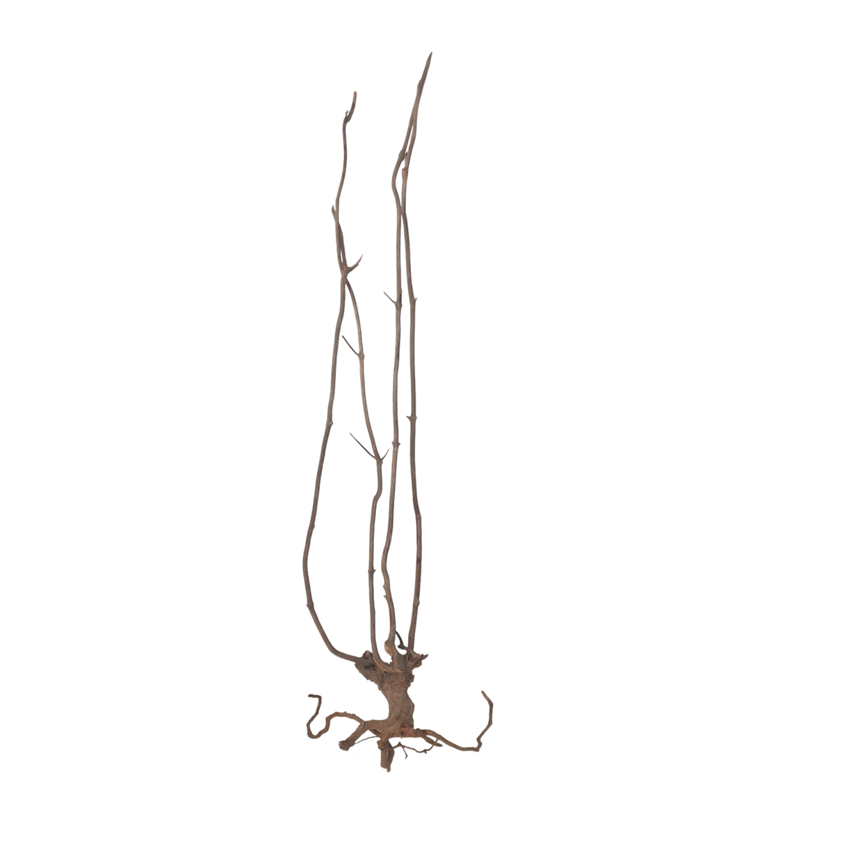 Stem Driftwood SD21 | L*W*H = 19*16*55 Inches