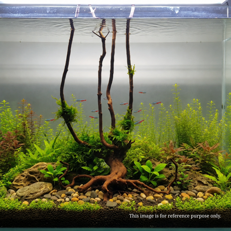 Stem Driftwood SD21 | L*W*H = 19*16*55 Inches