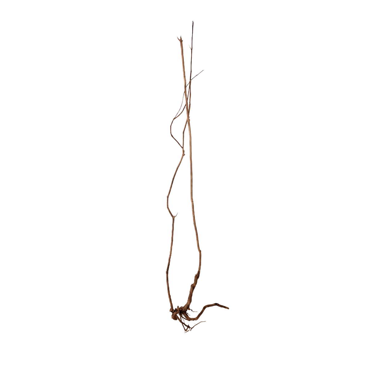 Stem Driftwood SD22 | L*W*H = 15*13*52 Inches