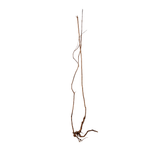 Stem Driftwood SD22 | L*W*H = 15*13*52 Inches