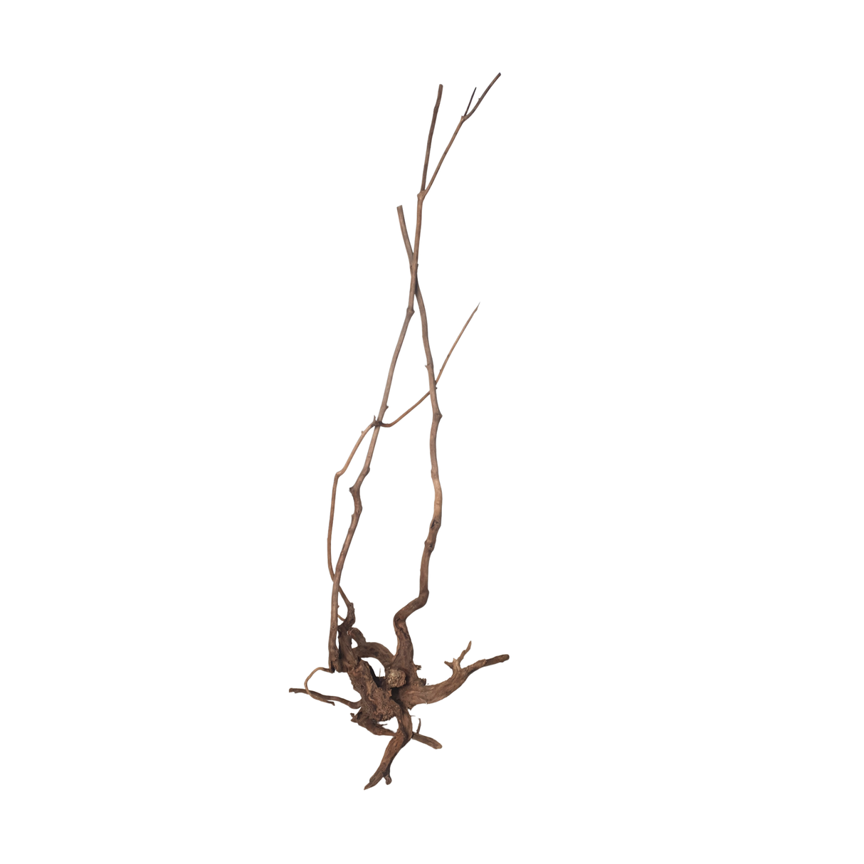 Stem Driftwood SD23 | L*W*H = 25*29*63 Inches