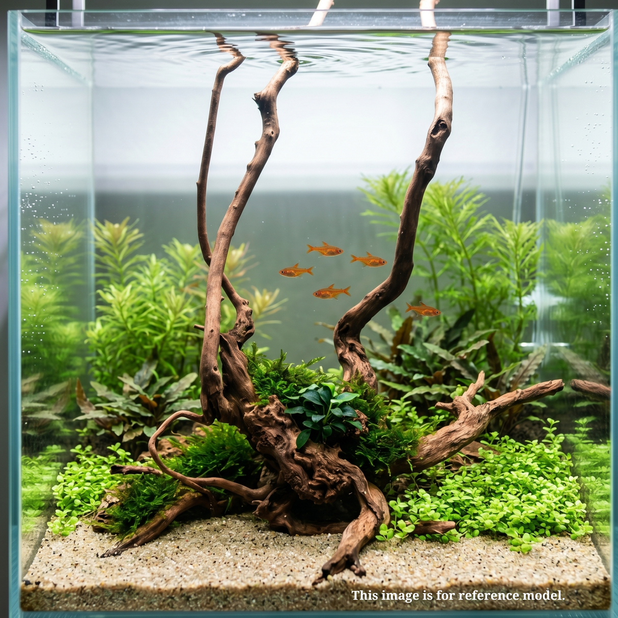 Stem Driftwood SD23 | L*W*H = 25*29*63 Inches