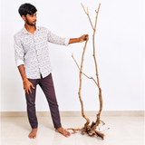 Stem Driftwood SD23 | L*W*H = 25*29*63 Inches