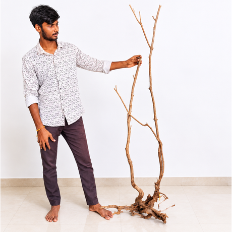 Stem Driftwood SD23 | L*W*H = 25*29*63 Inches