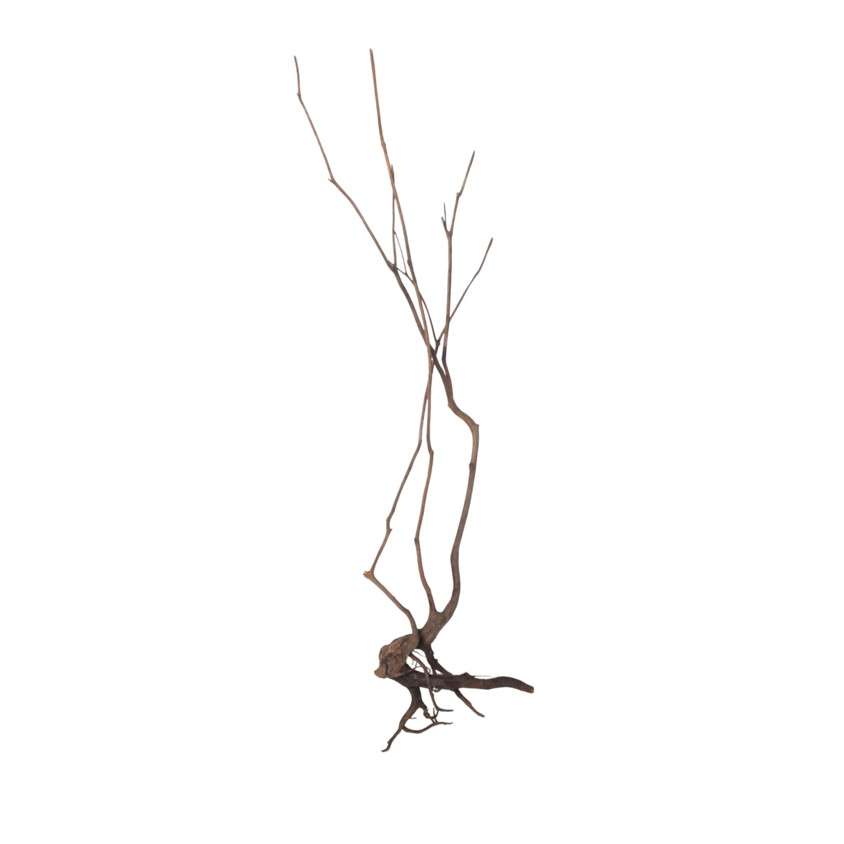 Stem Driftwood SD24 | L*W*H = 21*13*52 Inches