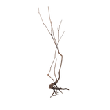 Stem Driftwood SD24 | L*W*H = 21*13*52 Inches