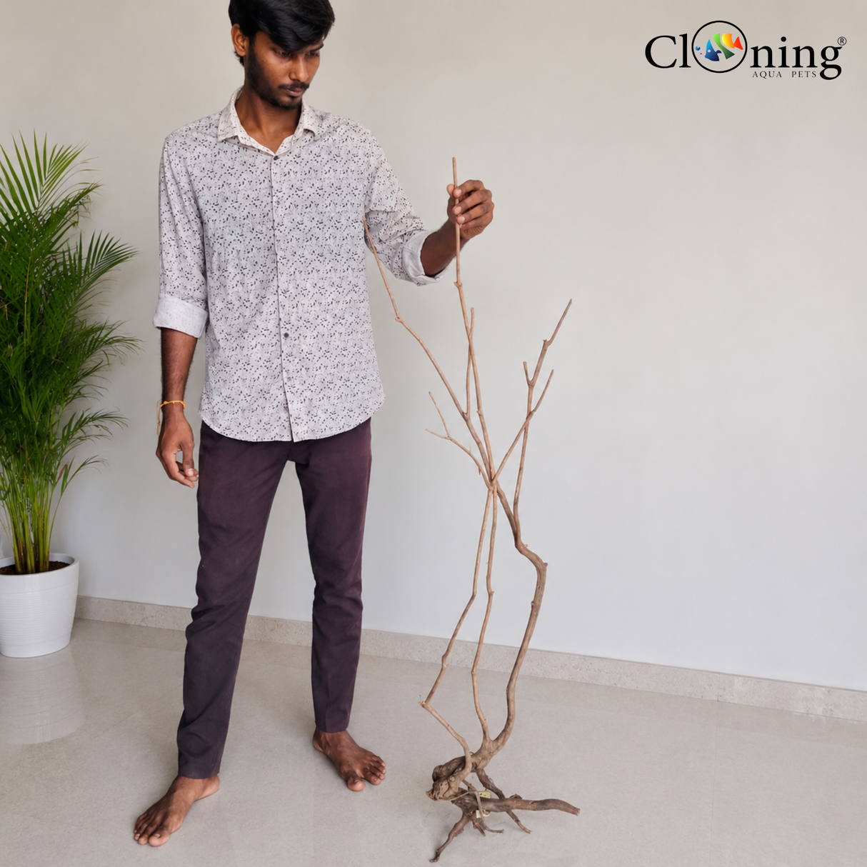 Stem Driftwood SD24 | L*W*H = 21*13*52 Inches