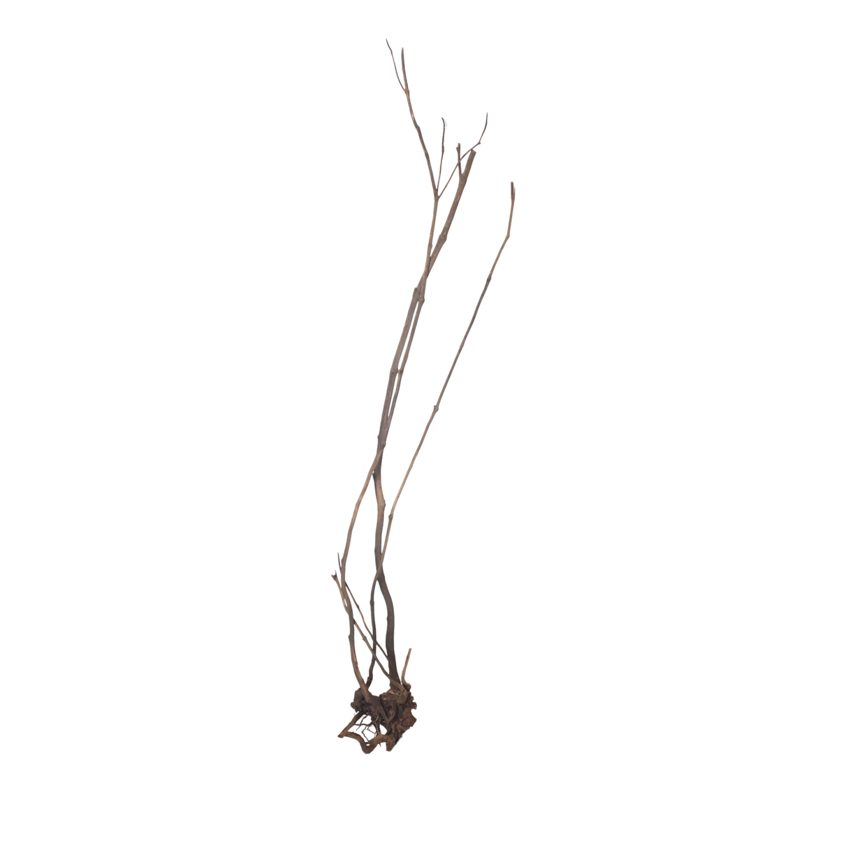 Stem Driftwood SD25 | L*W*H = 13*16*63 Inches