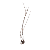 Stem Driftwood SD25 | L*W*H = 13*16*63 Inches
