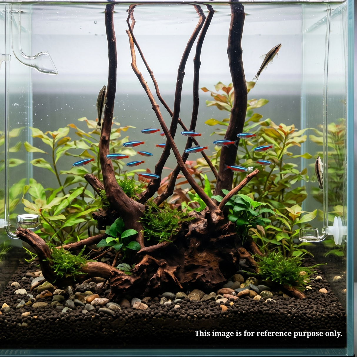 Stem Driftwood SD25 | L*W*H = 13*16*63 Inches
