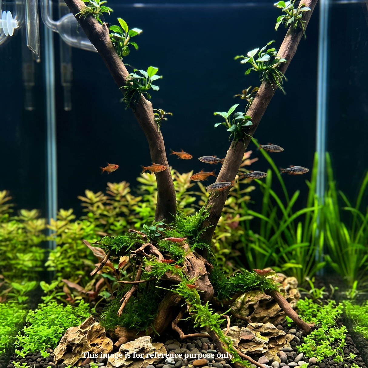 Stem Driftwood SD26 | L*W*H = 28*18*52 Inches