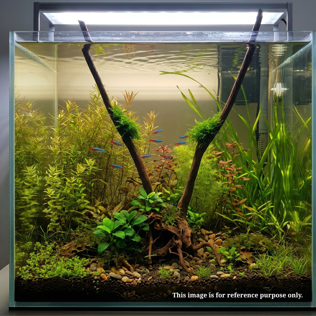 Stem Driftwood SD26 | L*W*H = 28*18*52 Inches