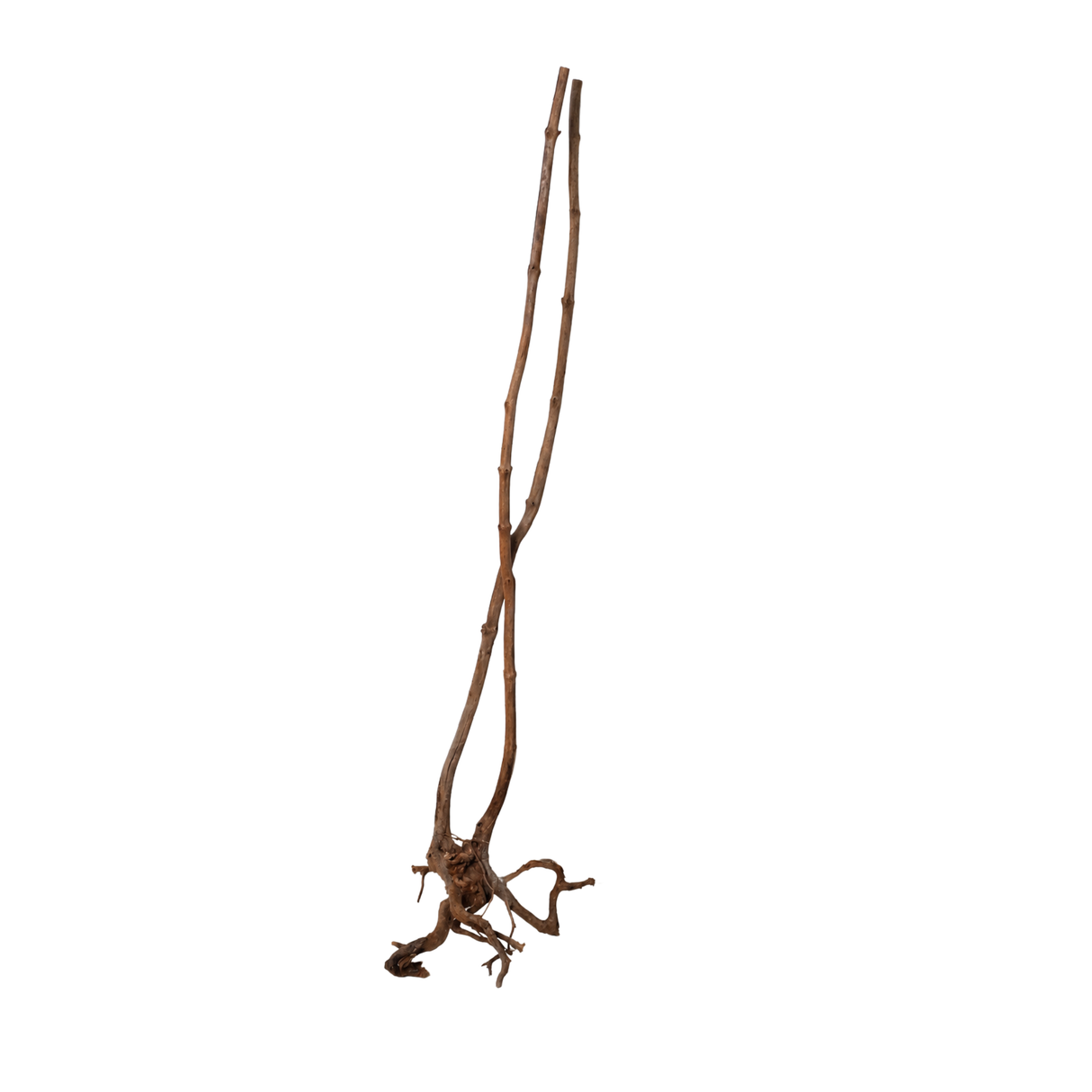 Stem Driftwood SD27 | L*W*H = 17*15*54Inches