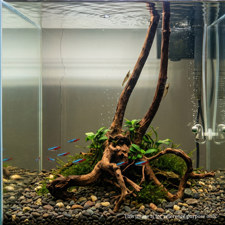 Stem Driftwood SD27 | L*W*H = 17*15*54Inches