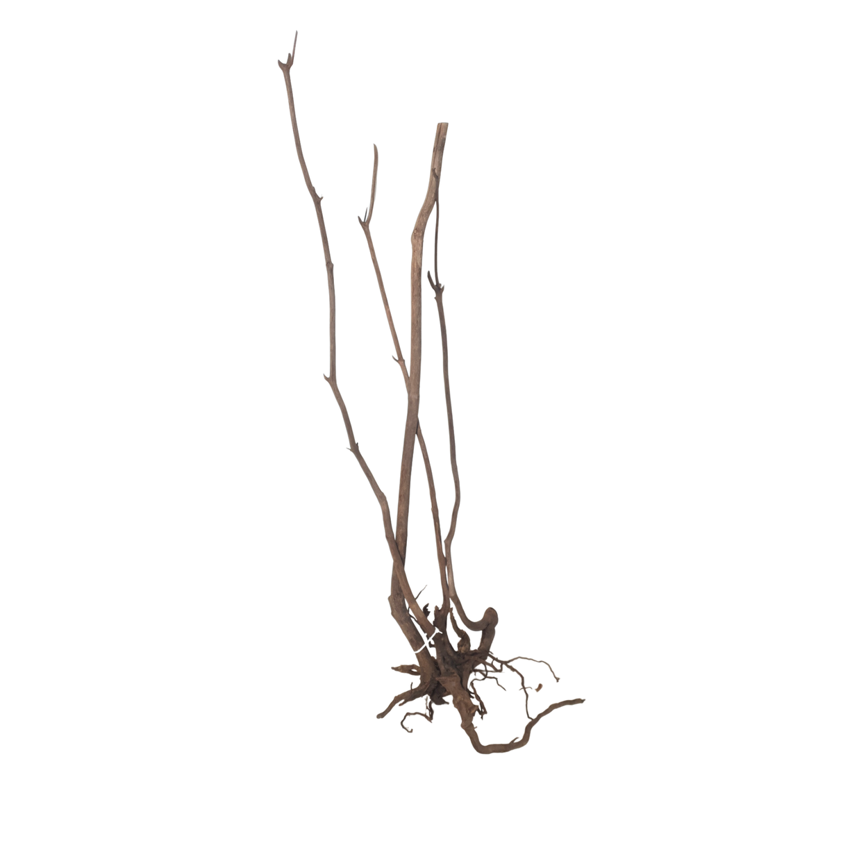 Stem Driftwood SD29 | L*W*H = 26*19*55Inches