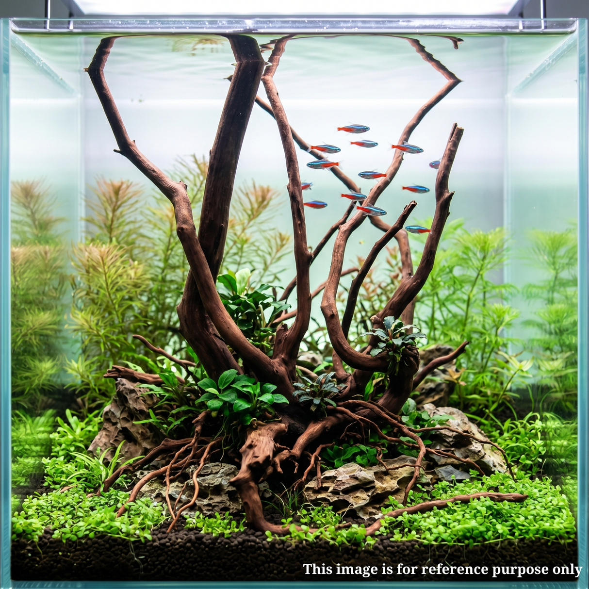 Stem Driftwood SD29 | L*W*H = 26*19*55Inches