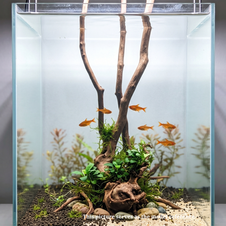 Stem Driftwood SD3 | L*W*H = 13*11*54 Inches