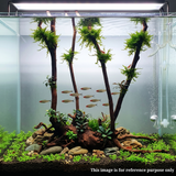 Stem Driftwood SD30 | L*W*H = 30*13*58 Inches