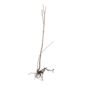 Dried plant stem with roots on a white background