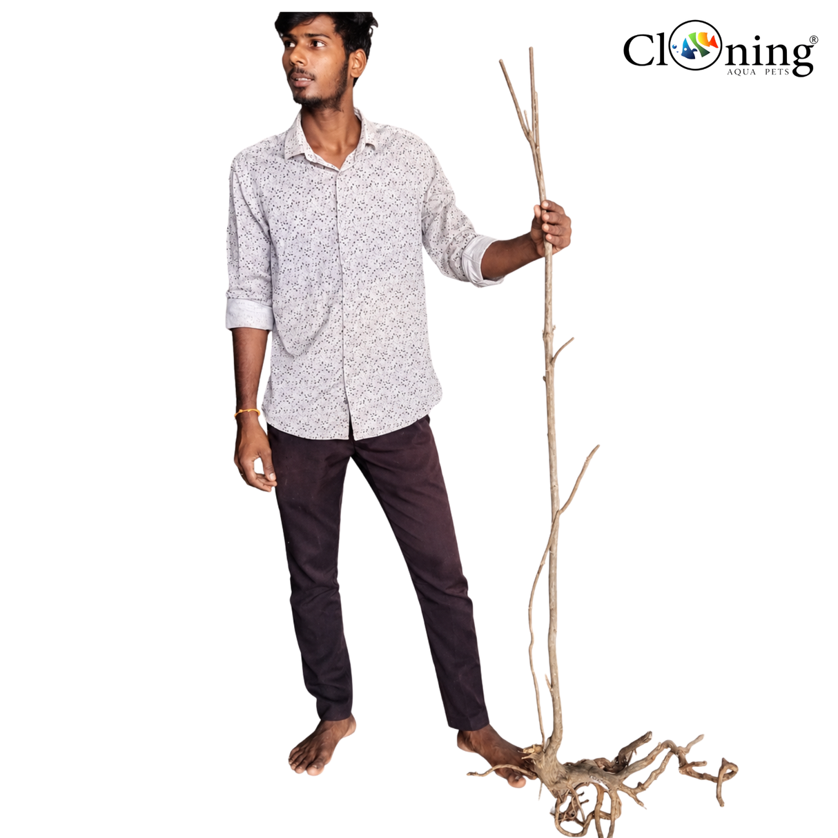 Stem Driftwood SD31 | L*W*H = 23*14*64 Inches