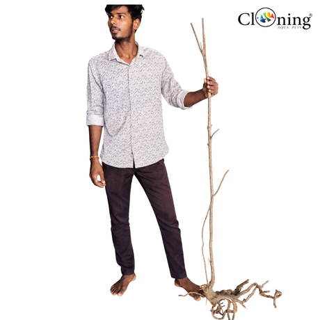 Stem Driftwood SD31 | L*W*H = 23*14*64 Inches