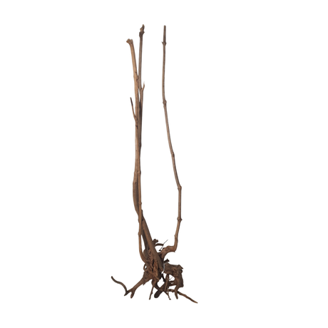 Dried tree branch with roots on a white background