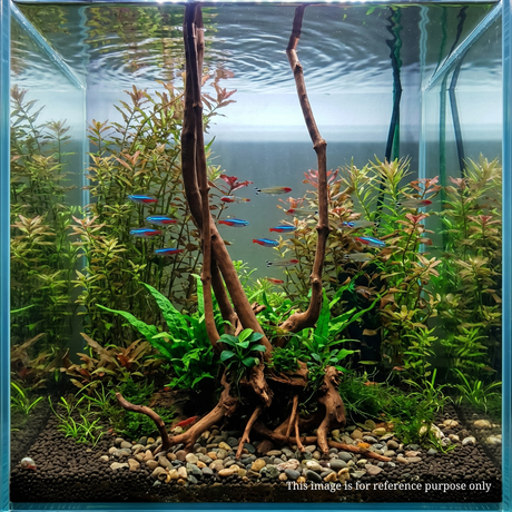 Stem Driftwood SD32 | L*W*H = 20*17*55 Inches