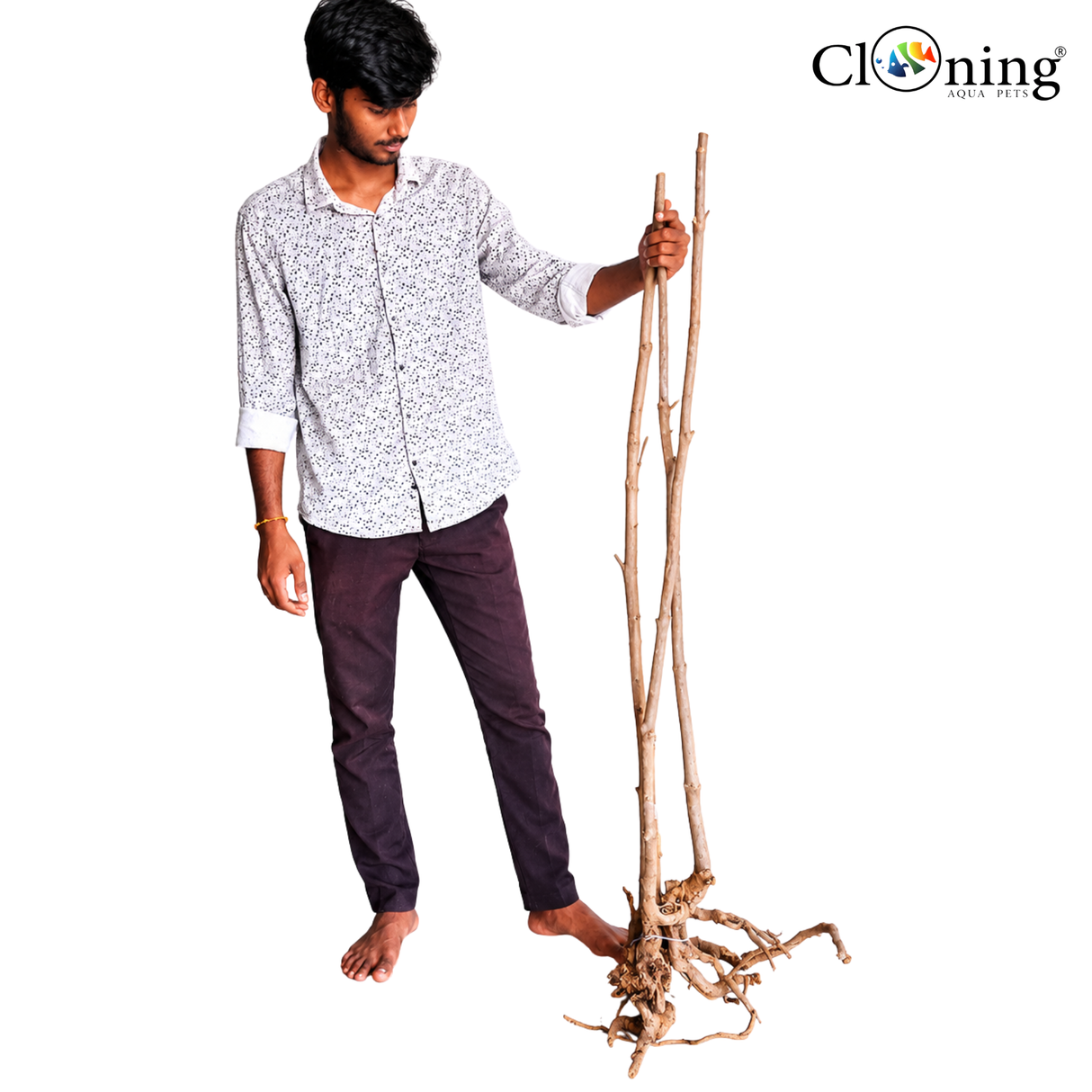 Stem Driftwood SD32 | L*W*H = 20*17*55 Inches