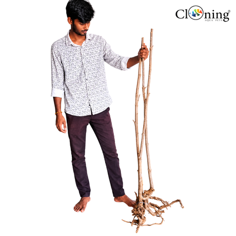 Stem Driftwood SD32 | L*W*H = 20*17*55 Inches