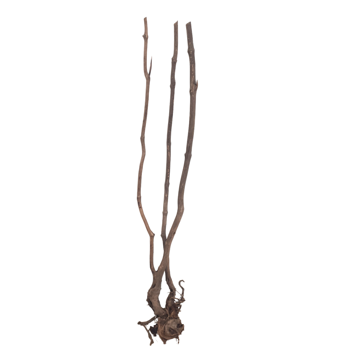 Stem Driftwood SD3 | L*W*H = 13*11*54 Inches