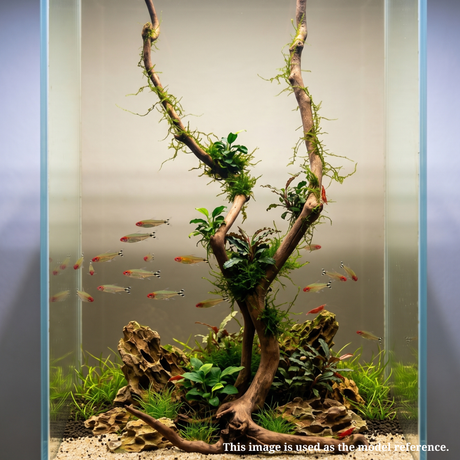 Stem Driftwood SD4 | L*W*H = 21*13*54 Inches