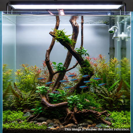 Stem Driftwood SD5 | L*W*H = 15*7*57 Inches