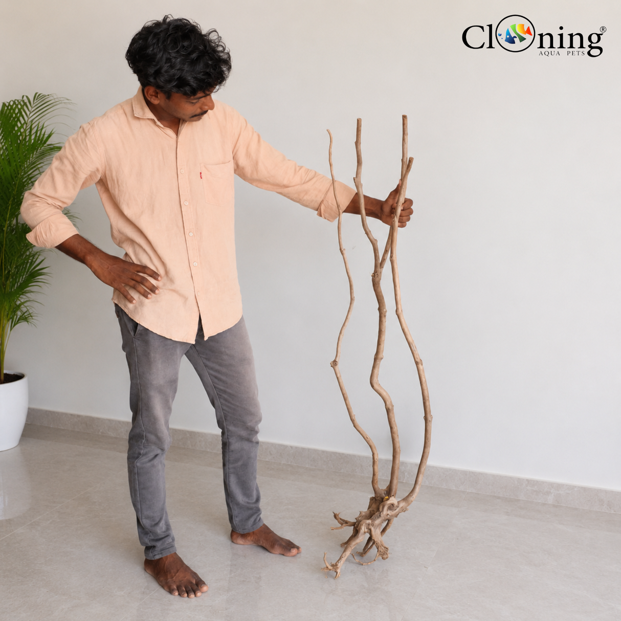 Stem Driftwood SD6 | L*W*H = 11*15*56 Inches
