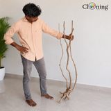 Stem Driftwood SD6 | L*W*H = 11*15*56 Inches