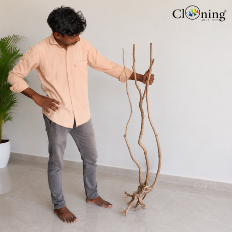 Stem Driftwood SD6 | L*W*H = 11*15*56 Inches