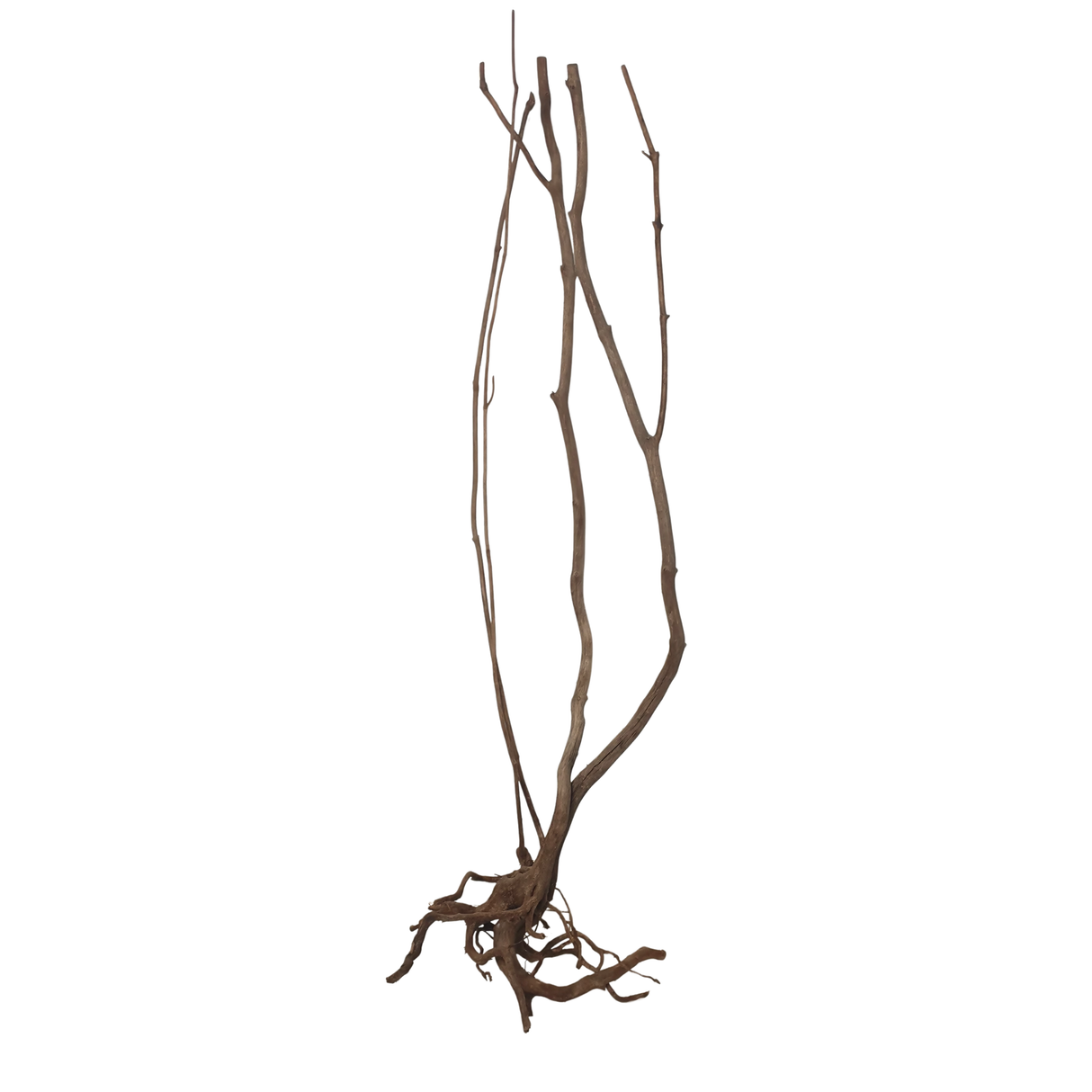 Stem Driftwood SD7 | L*W*H = 19*16*54 Inches